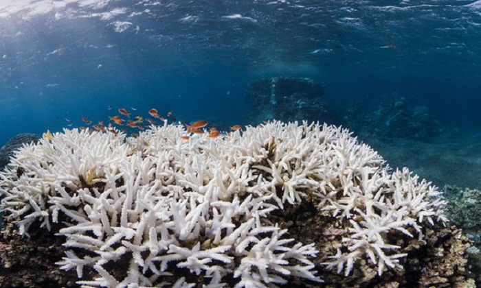 Almost 75% of Japan`s biggest coral reef has died from bleaching, says report 